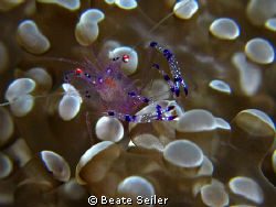 Anemone shrimp , taken at Wakatobi with Canon S70 by Beate Seiler 